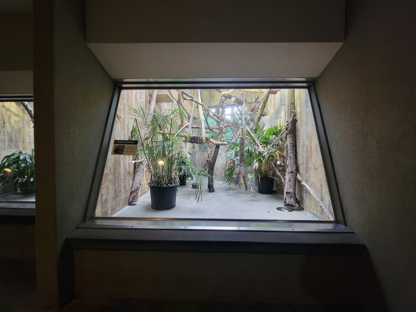 Cleveland Zoo - PCA, Mongoose lemur