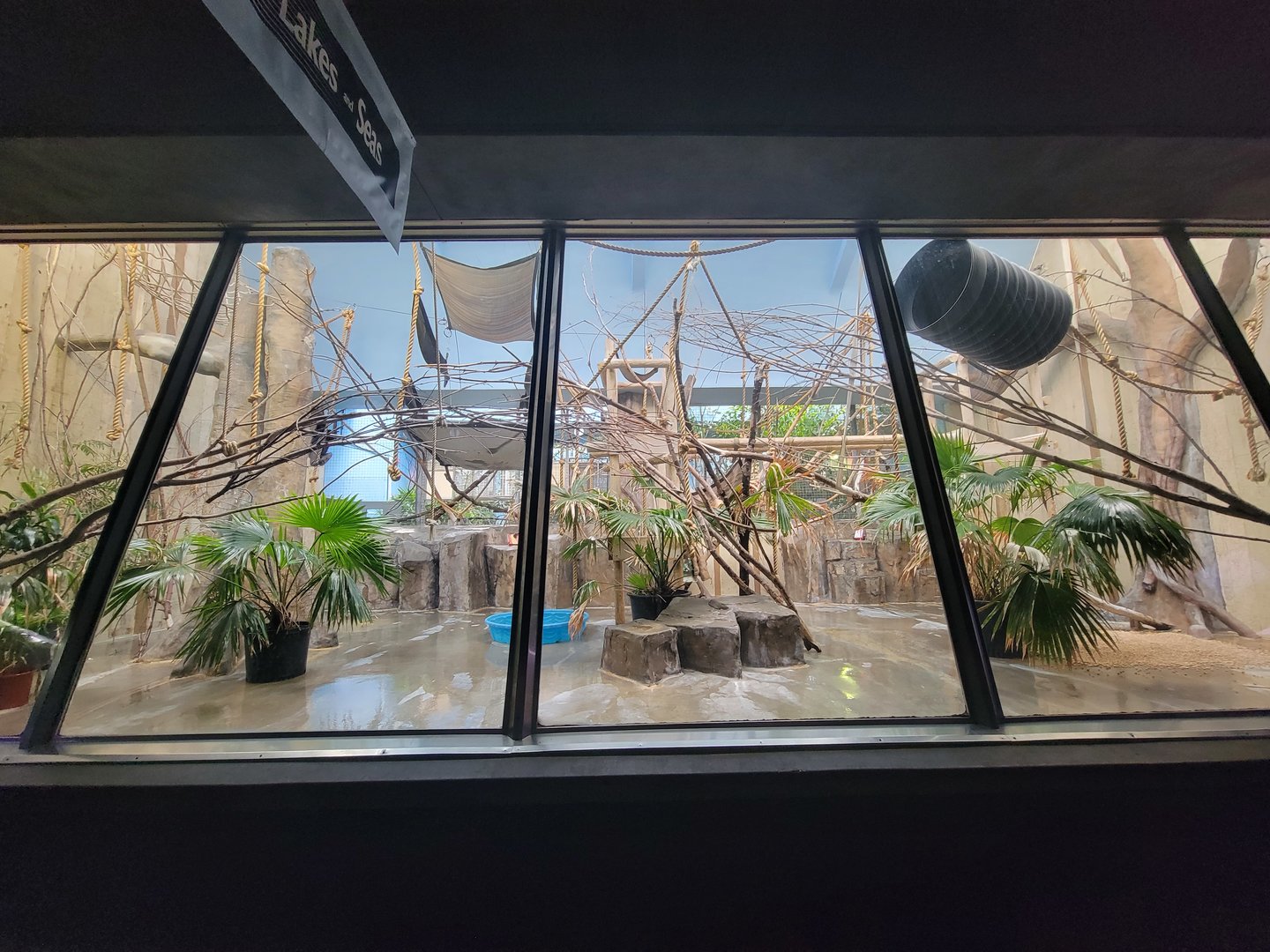 Cleveland Zoo - PCA, Mueller's gibbon