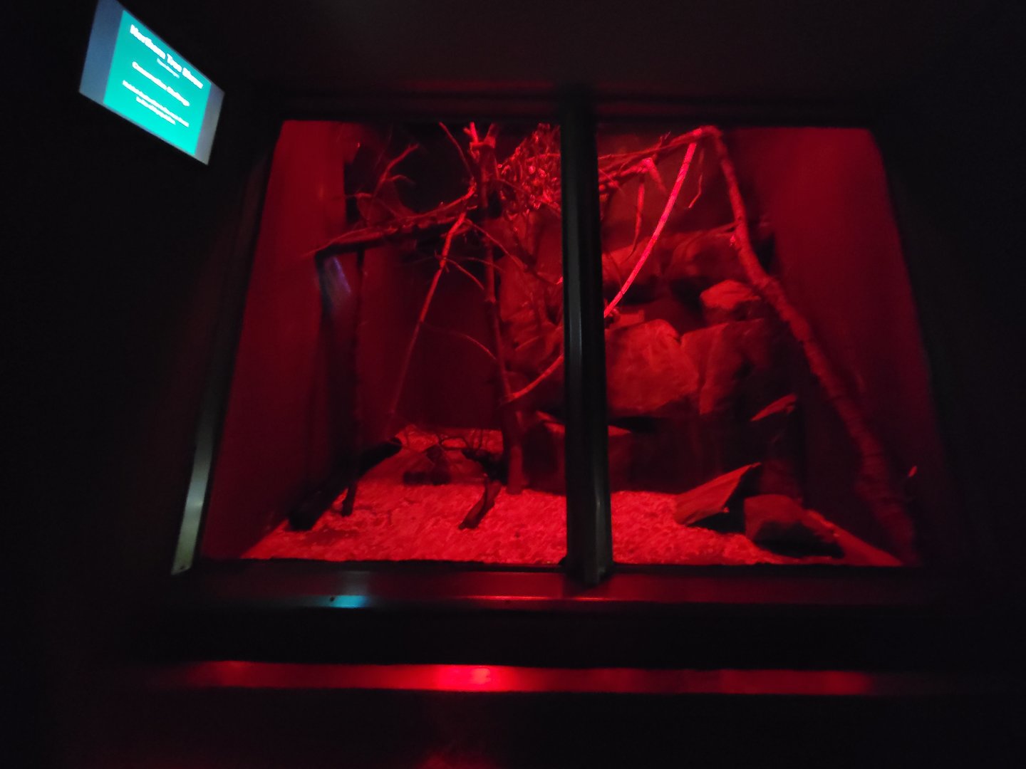 Cleveland Zoo - PCA, Northern tree shrew