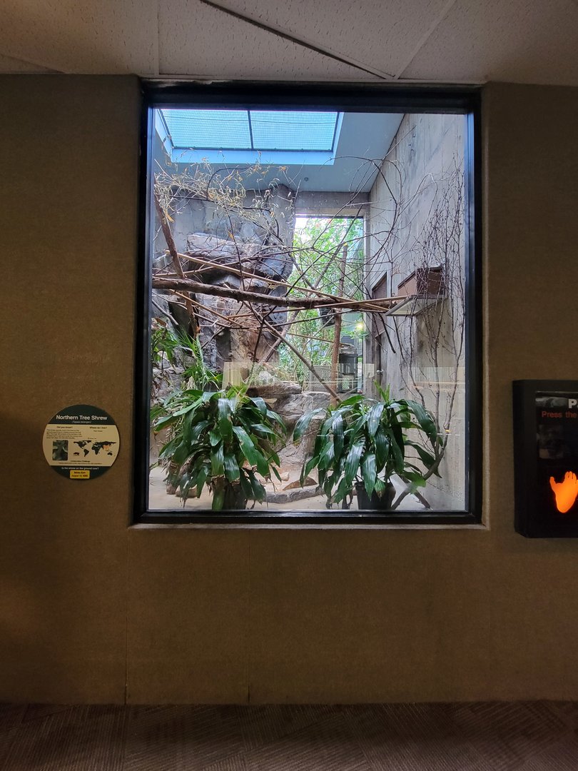 Cleveland Zoo - PCA, Northern tree shrew