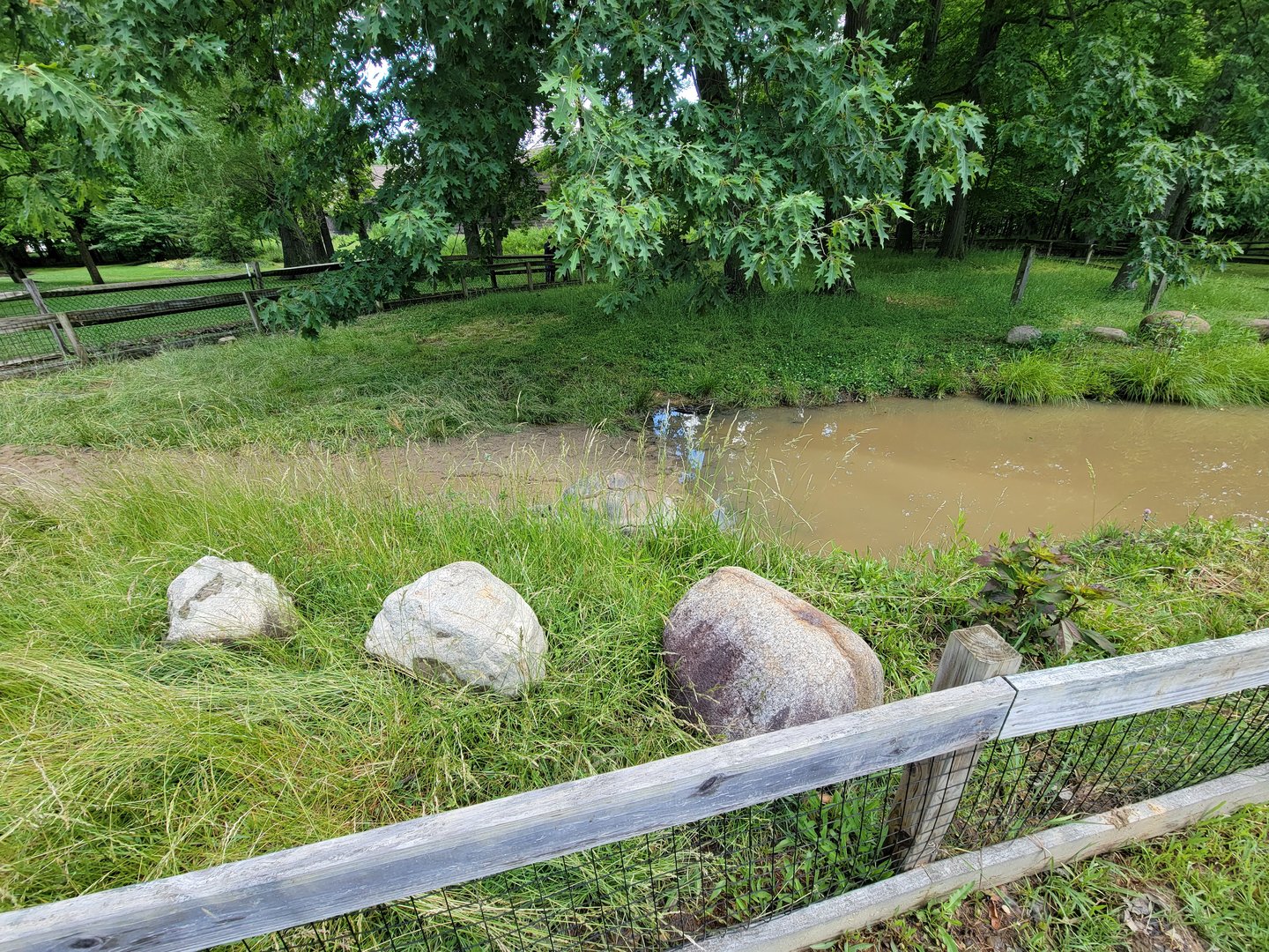Cleveland Zoo - PCA outside, Aldabra tortoise