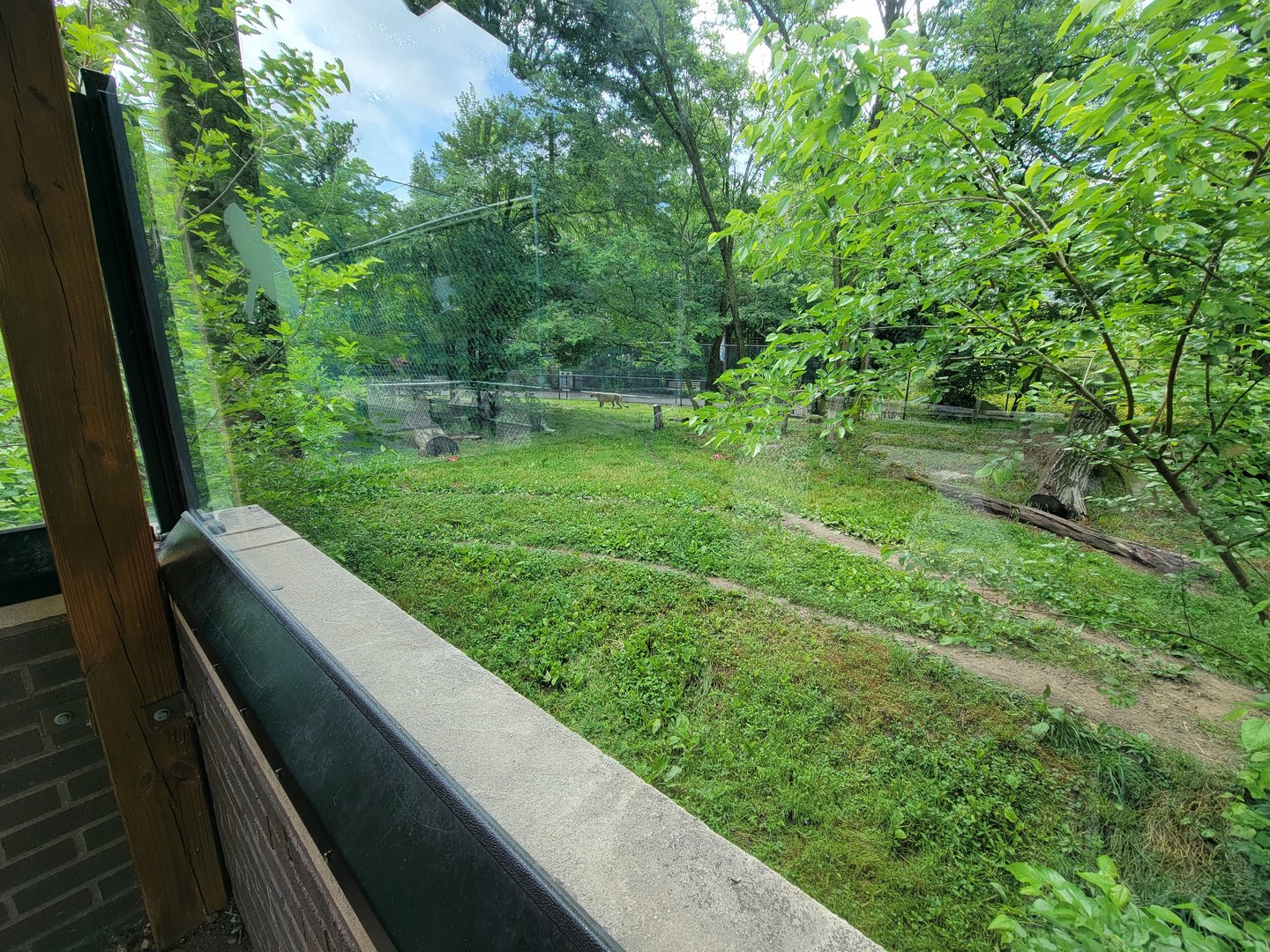 Cleveland Zoo - PCA outside, Cheetah yard