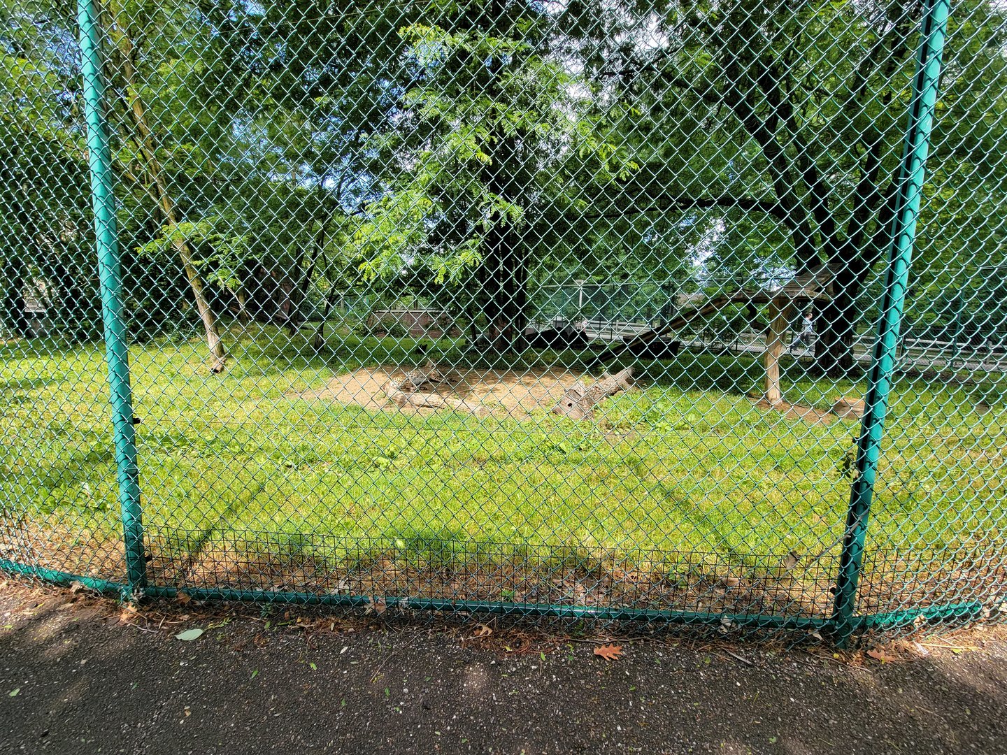 Cleveland Zoo - PCA outside, Cheetah yard