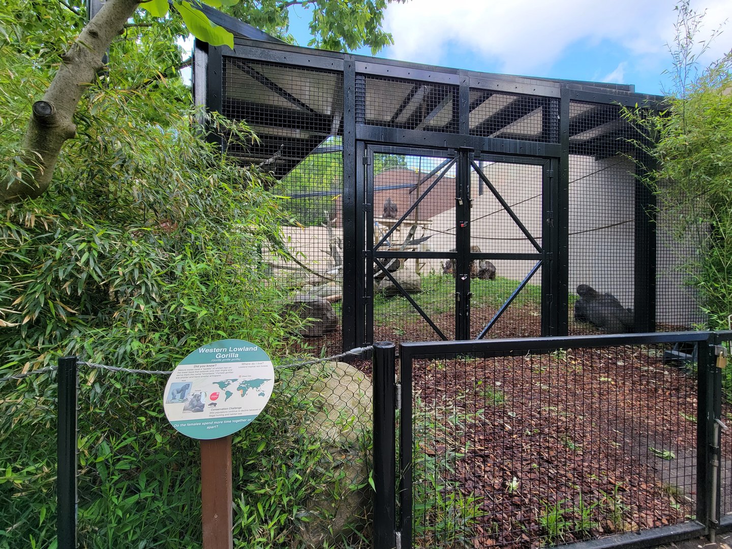 Cleveland Zoo - PCA outside, Western lowland gorilla