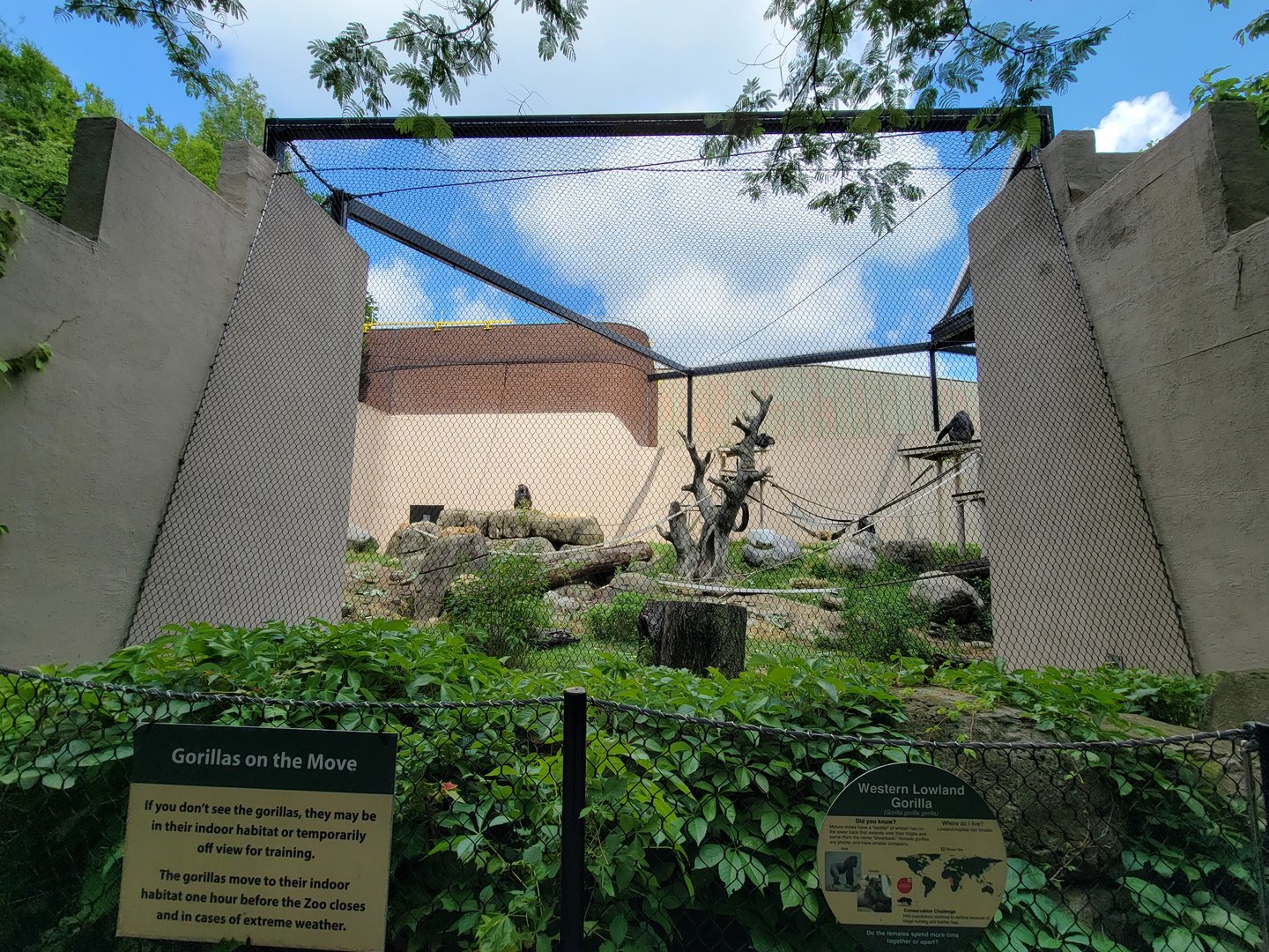 Cleveland Zoo - PCA outside, Western lowland gorilla