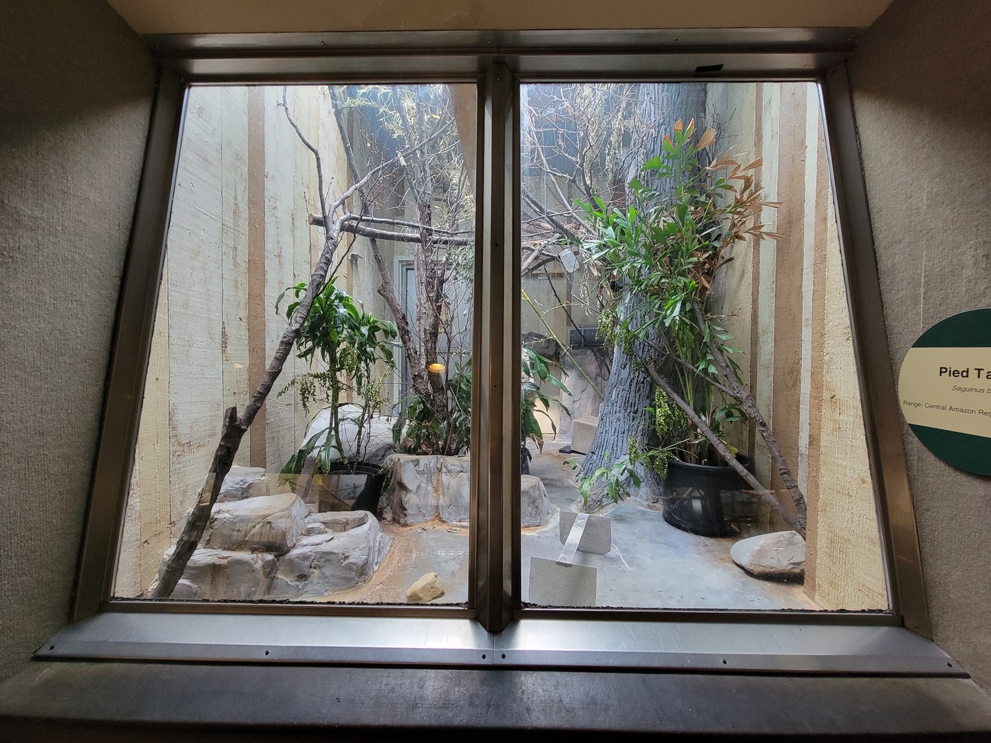 Cleveland Zoo - PCA, Pied tamarin