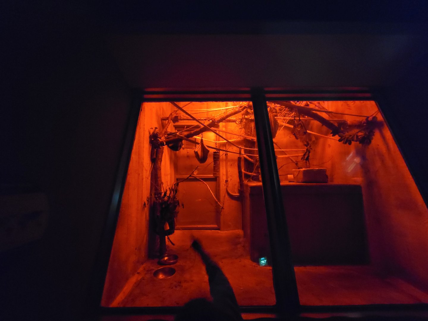 Cleveland Zoo - PCA, Pygmy slow loris