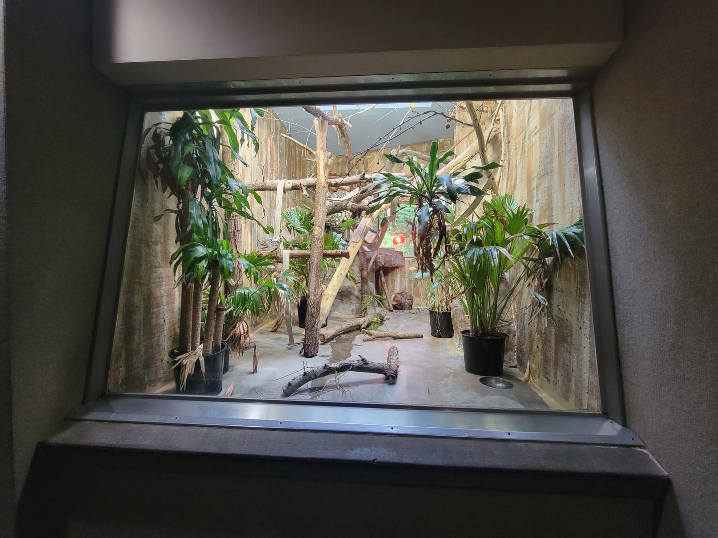 Cleveland Zoo - PCA, Ring-tailed lemurs