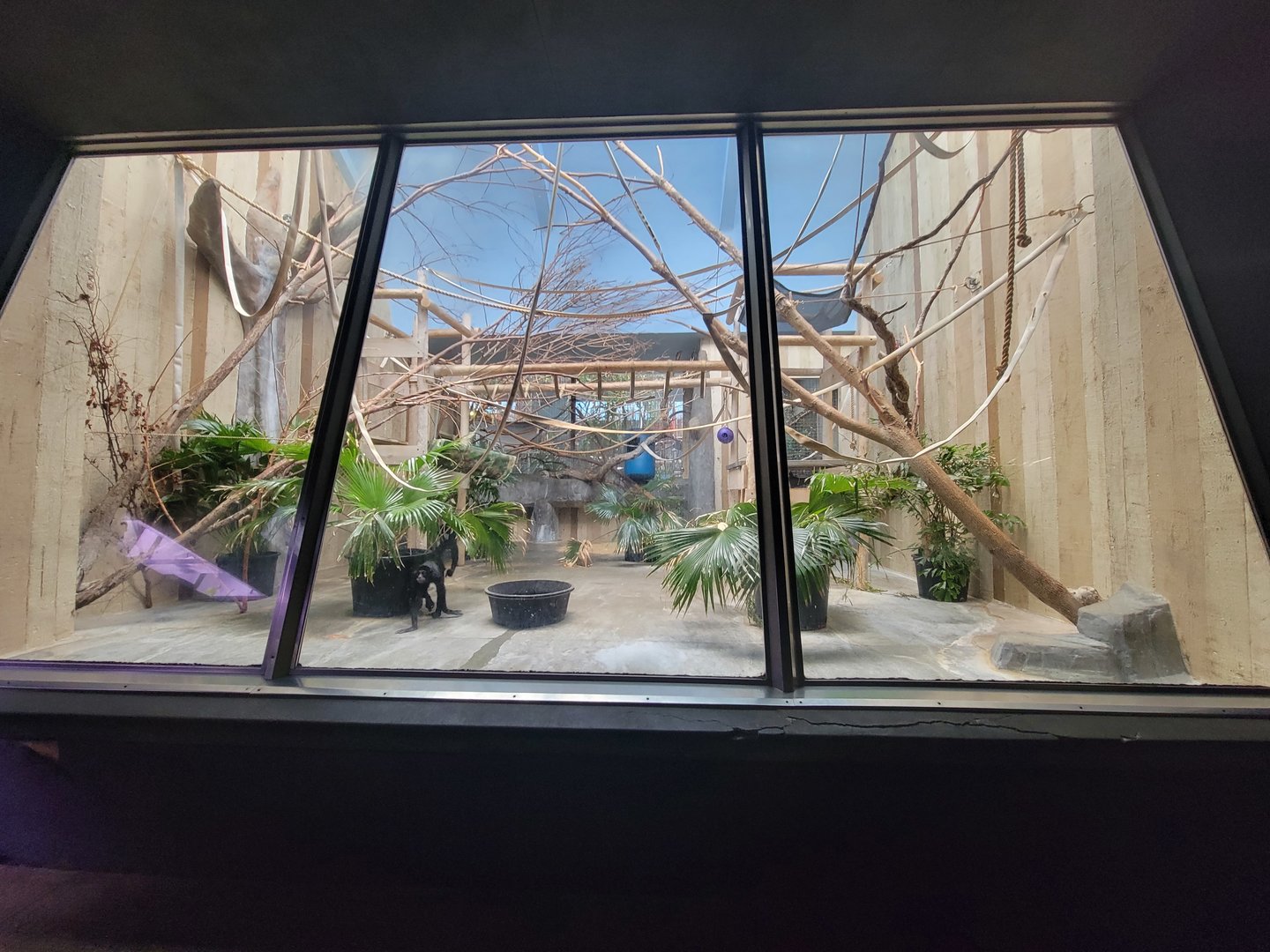 Cleveland Zoo - PCA, Robust black spider monkey, Ateles fusciceps robustus