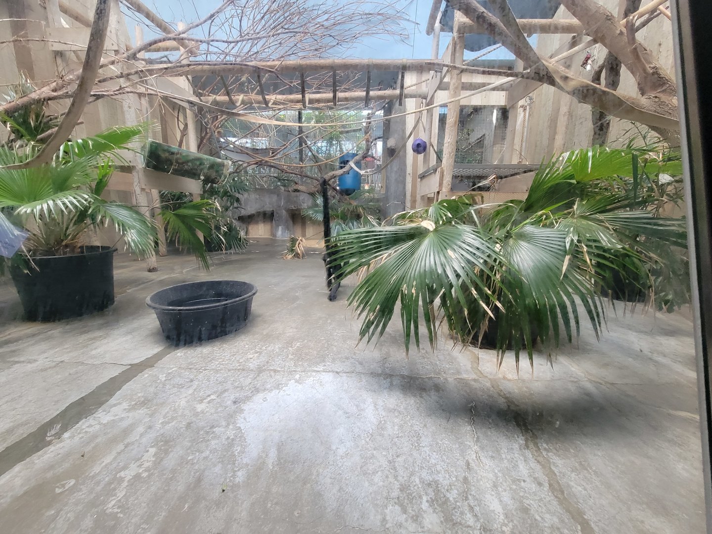 Cleveland Zoo - PCA, Robust black spider monkey, Ateles fusciceps robustus