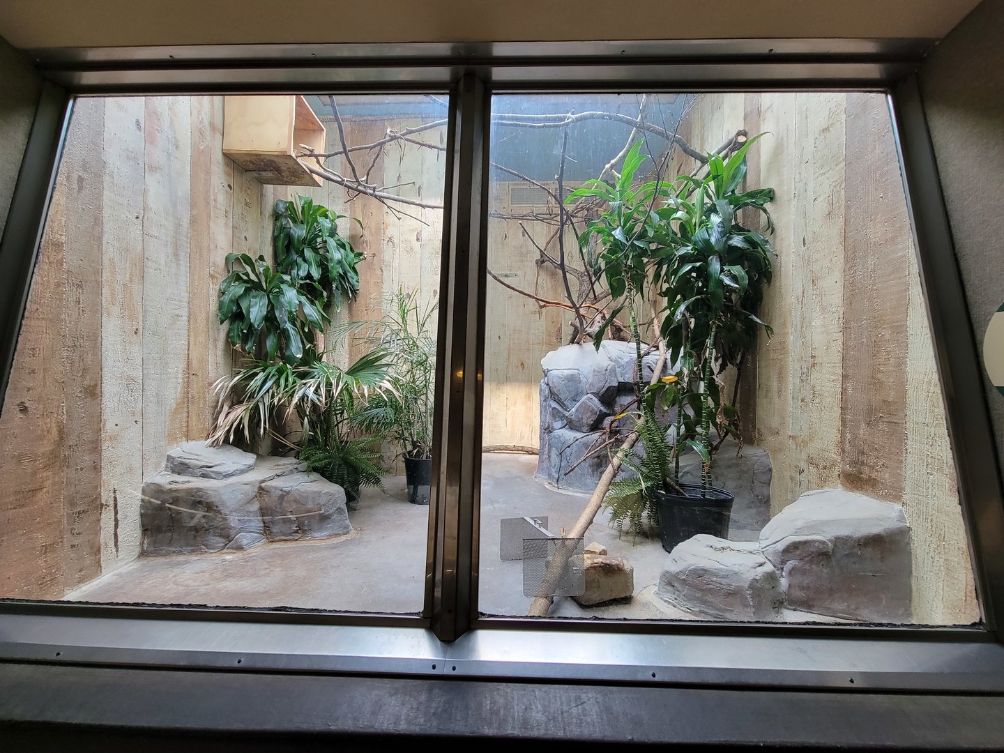 Cleveland Zoo - PCA, Scarlet macaw (unseen)