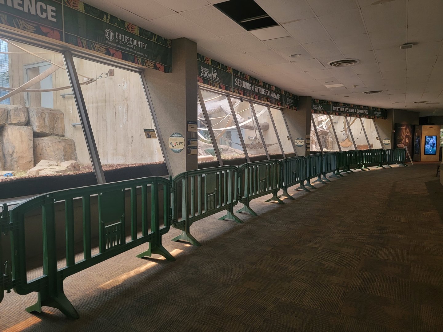 Cleveland Zoo - PCA, Western lowland gorillas