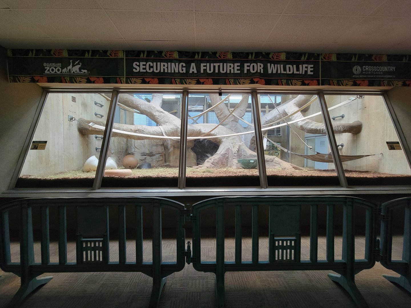 Cleveland Zoo - PCA, Western lowland gorillas