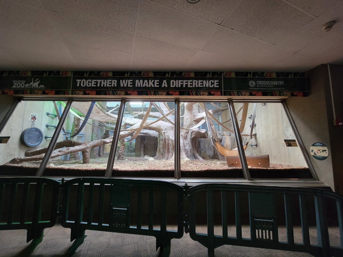 Cleveland Zoo - PCA, Western lowland gorillas