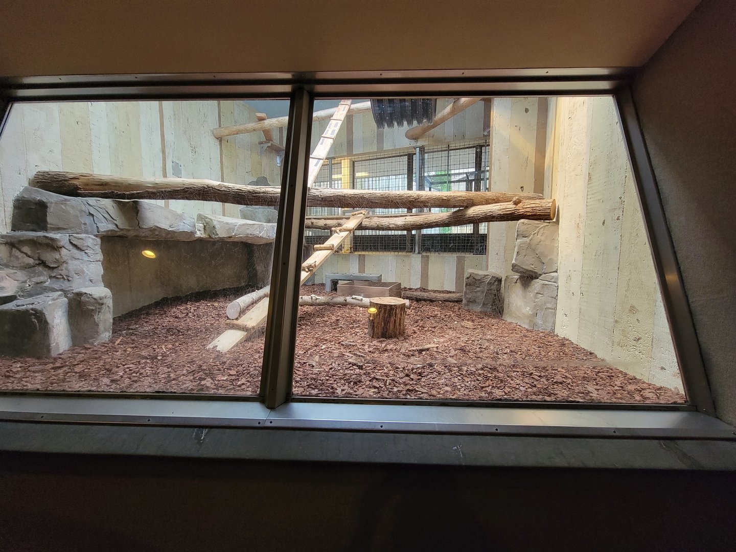 Cleveland Zoo - PCA, Wolf's guenon