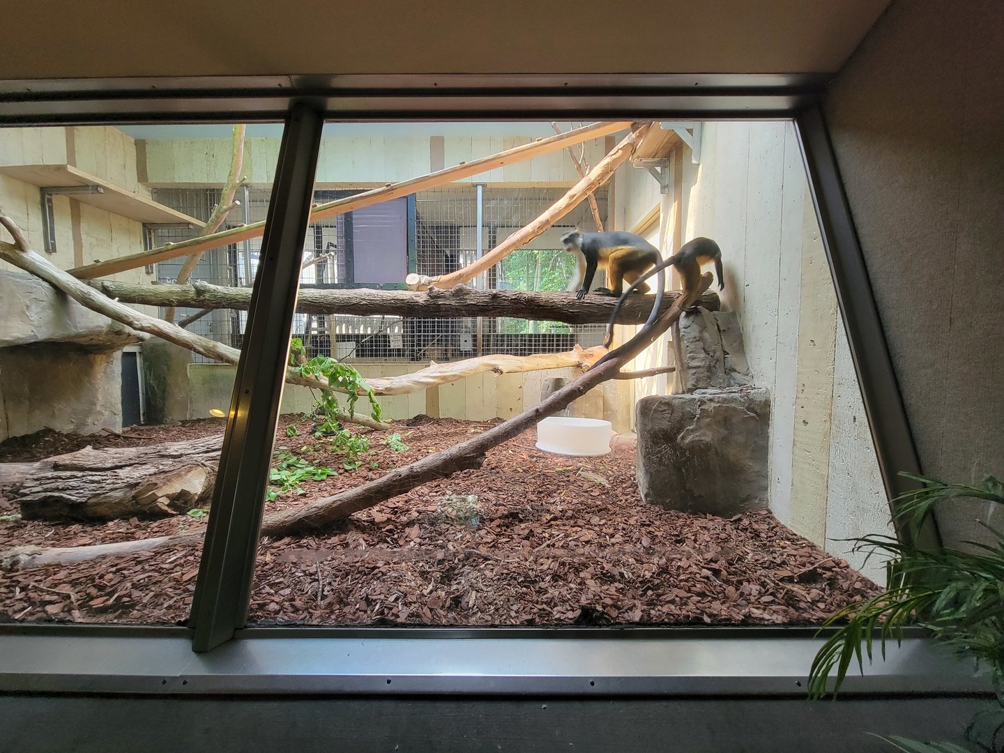 Cleveland Zoo - PCA, Wolf's guenon