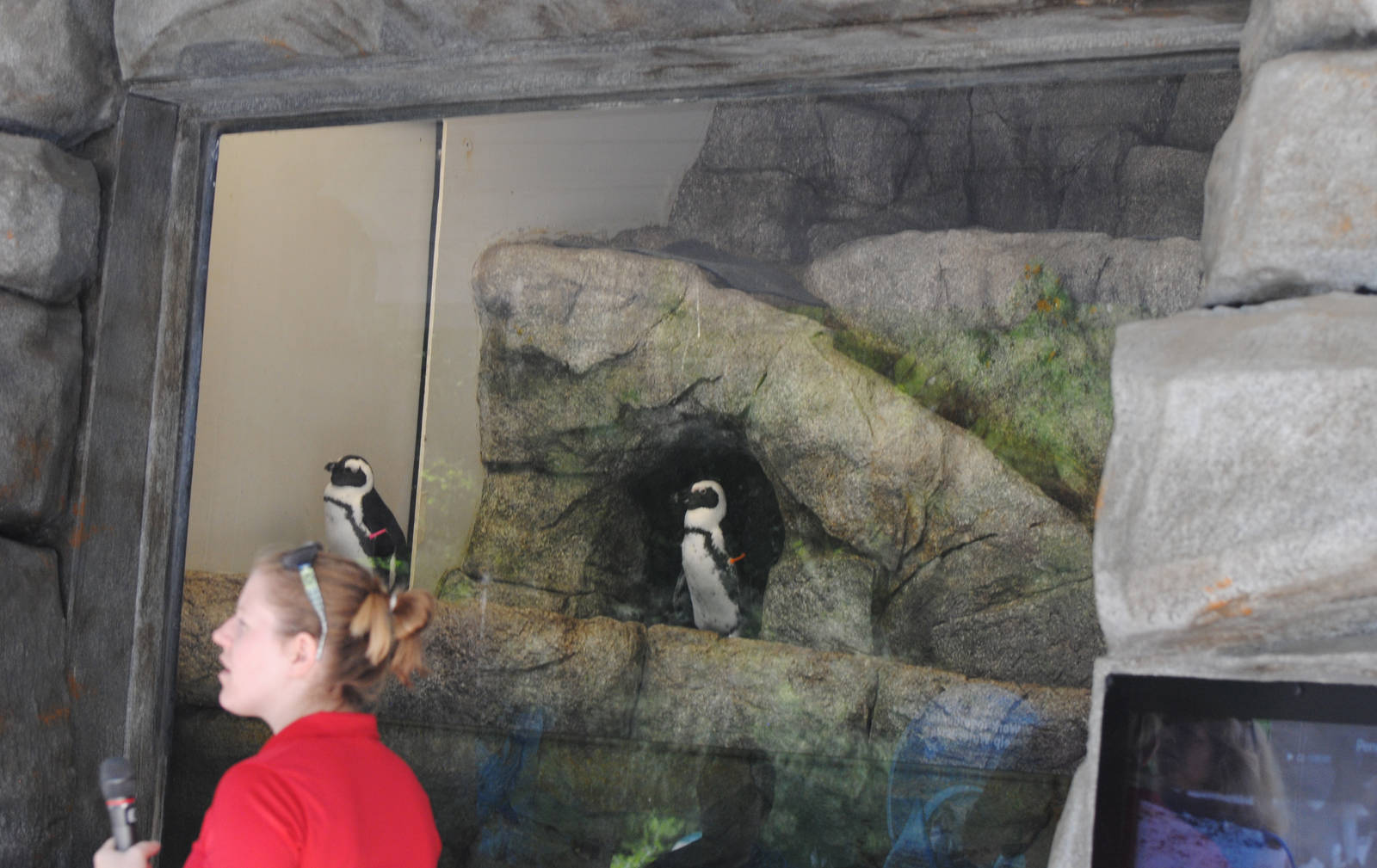 Cleveland Zoo - Penguin Shores