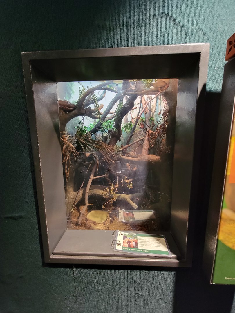 Cleveland Zoo, Rainforest - Amazon tree boa