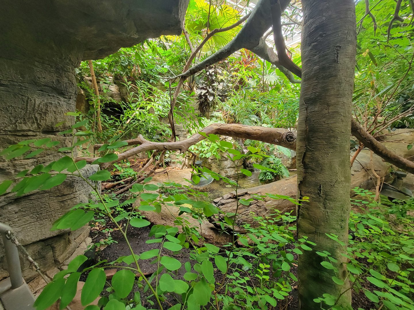Cleveland Zoo, Rainforest - Another duck and turtle area
