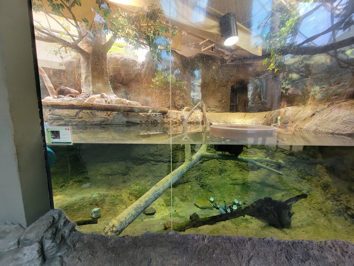 Cleveland Zoo, Rainforest - Asian small-clawed otters