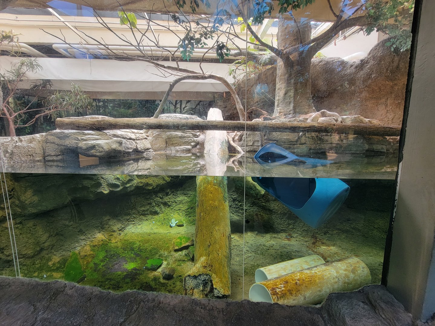 Cleveland Zoo, Rainforest - Asian small-clawed otters