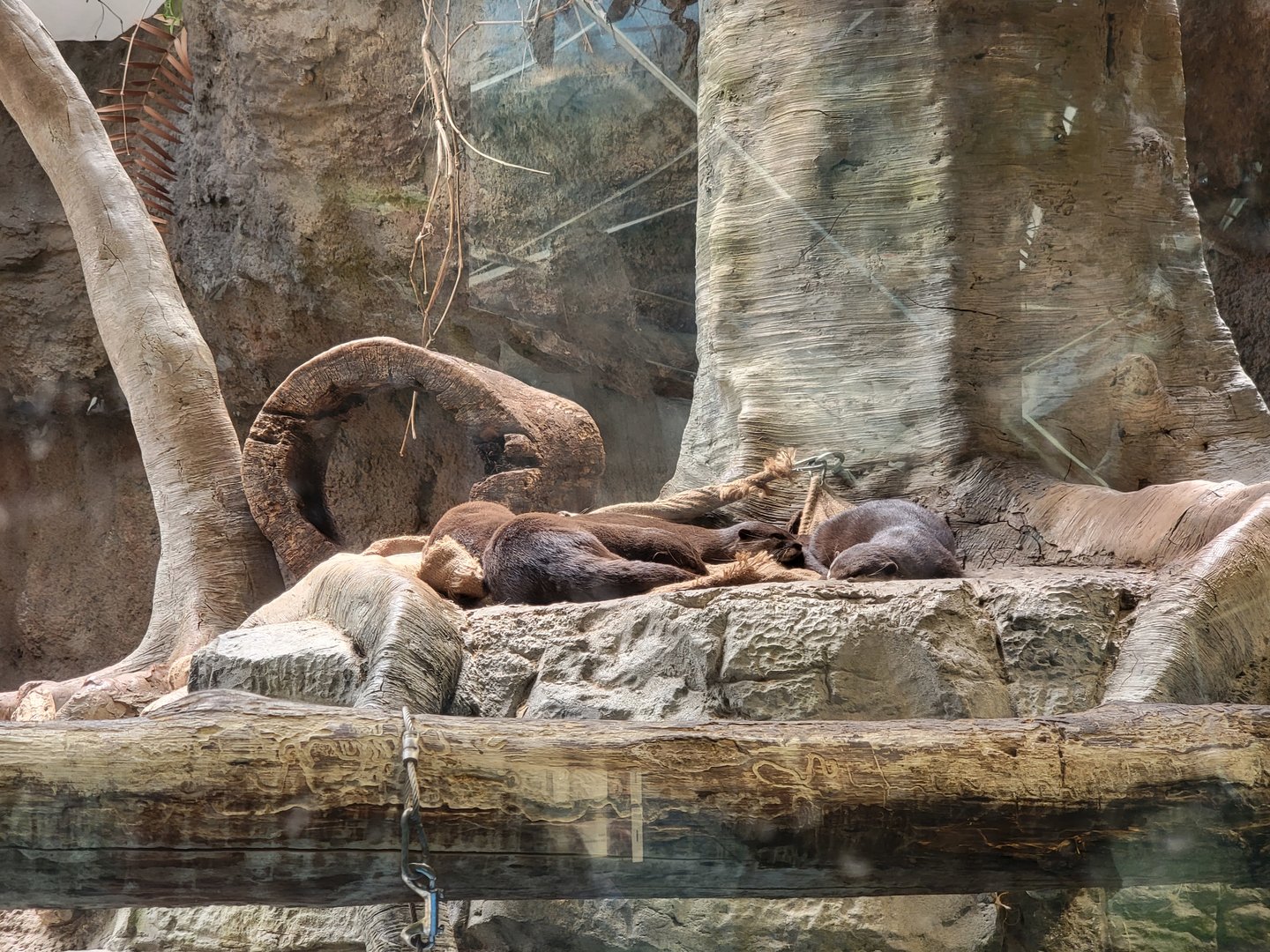 Cleveland Zoo, Rainforest - Asian small-clawed otters