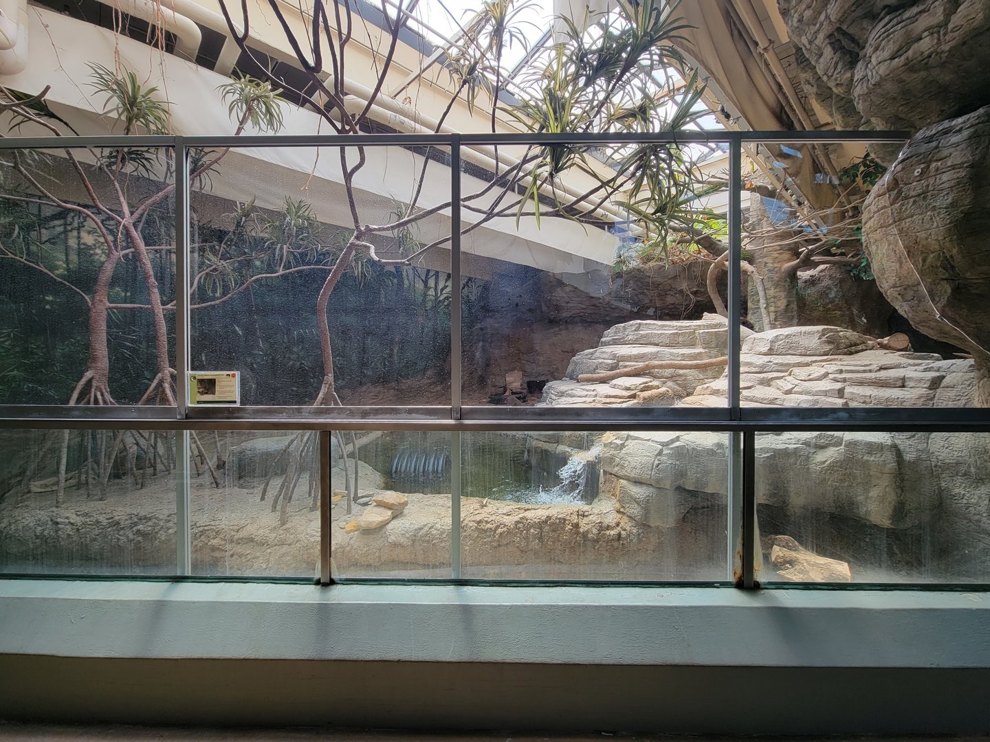Cleveland Zoo, Rainforest - Asian small-clawed otters