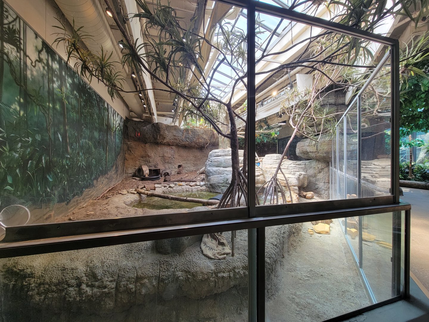 Cleveland Zoo, Rainforest - Asian small-clawed otters