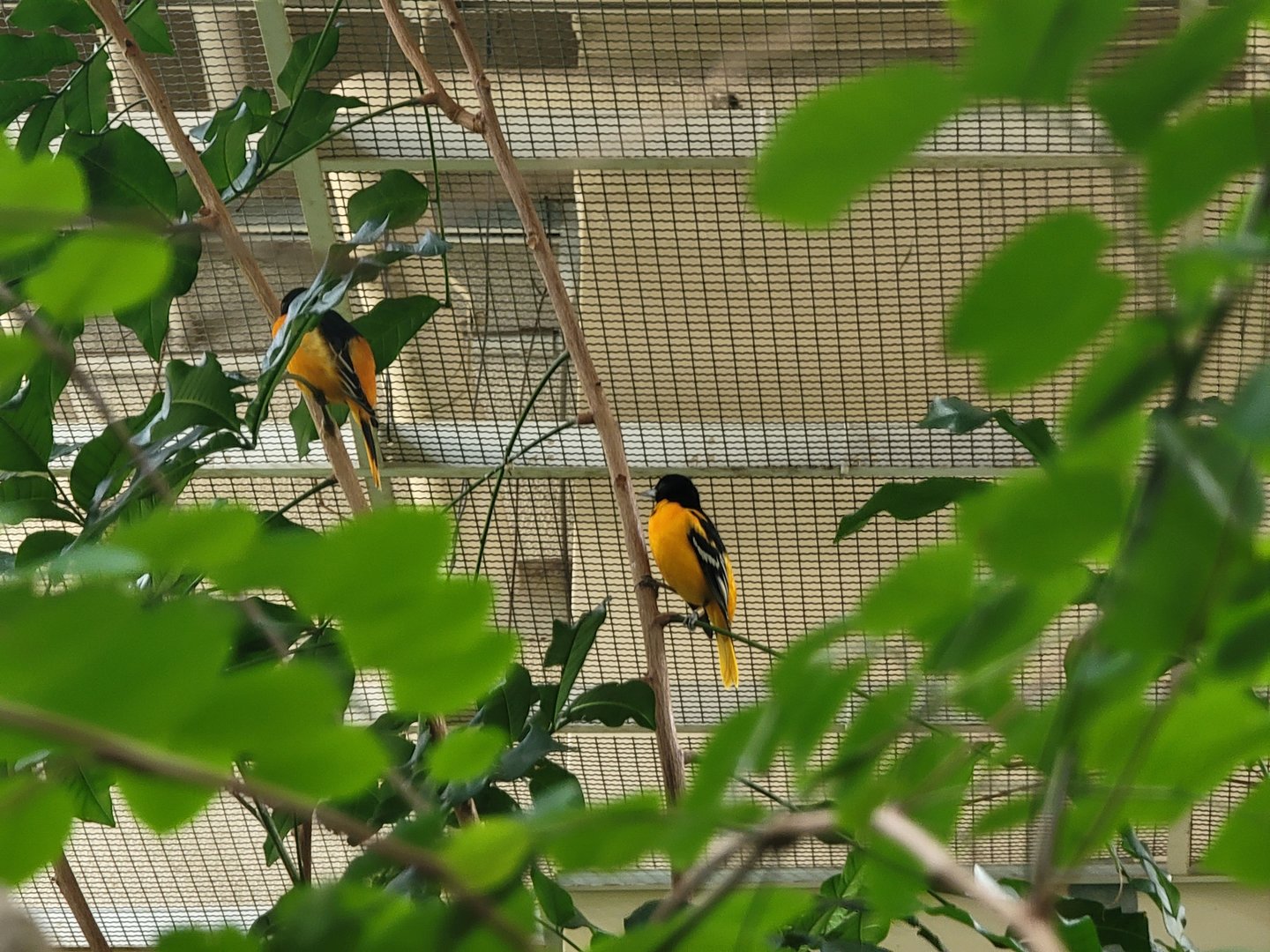 Cleveland Zoo, Rainforest - Baltimore orioles