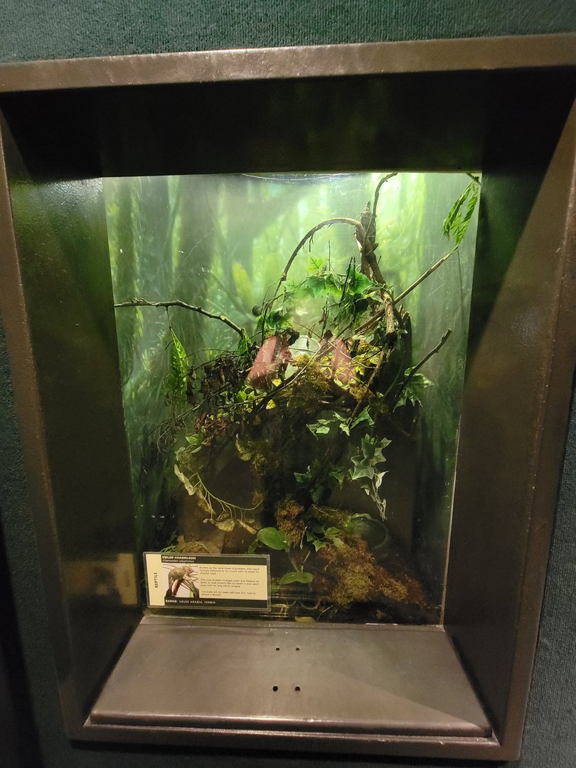 Cleveland Zoo, Rainforest - Baron's green racer