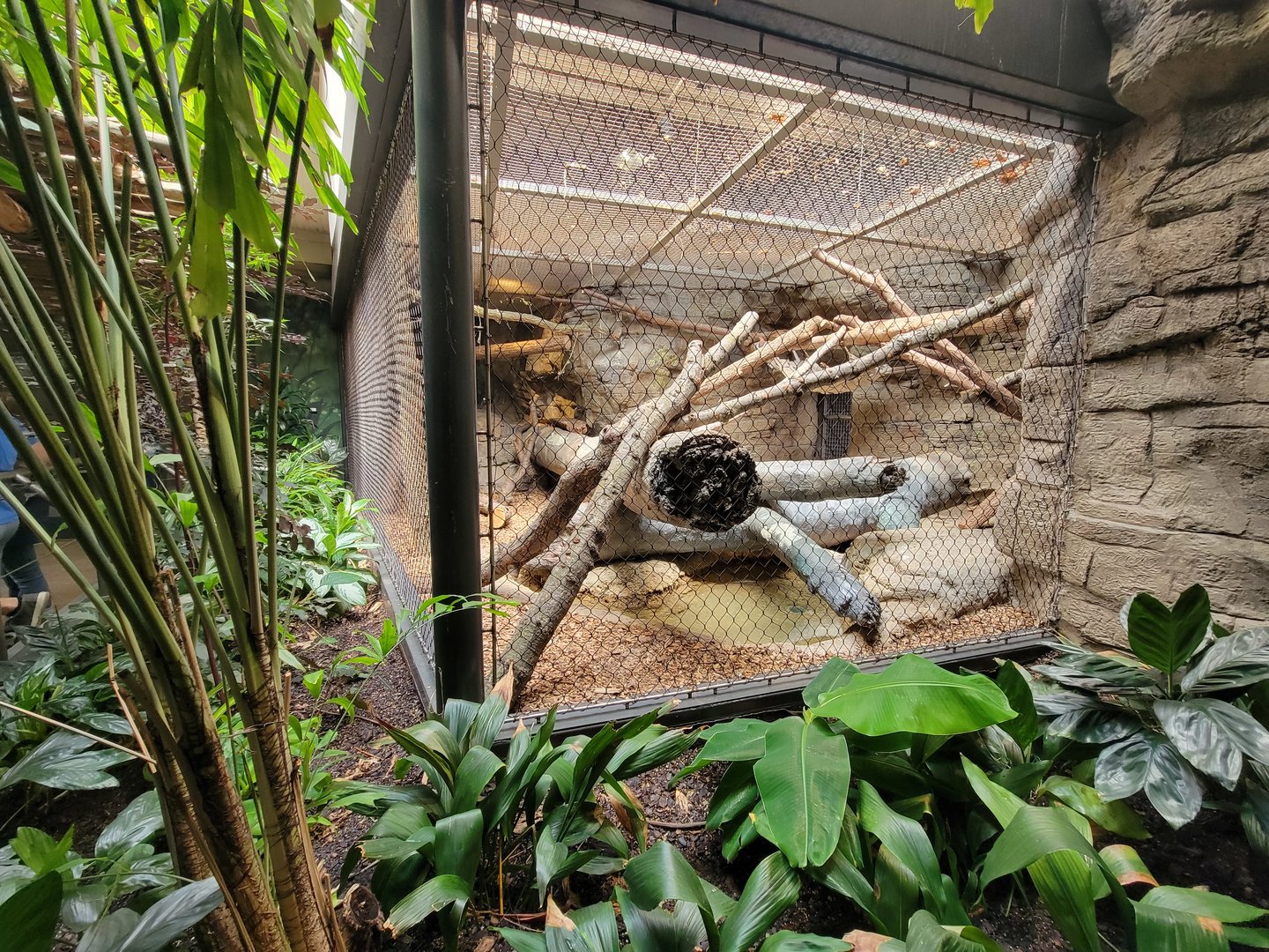 Cleveland Zoo, Rainforest - Binturong