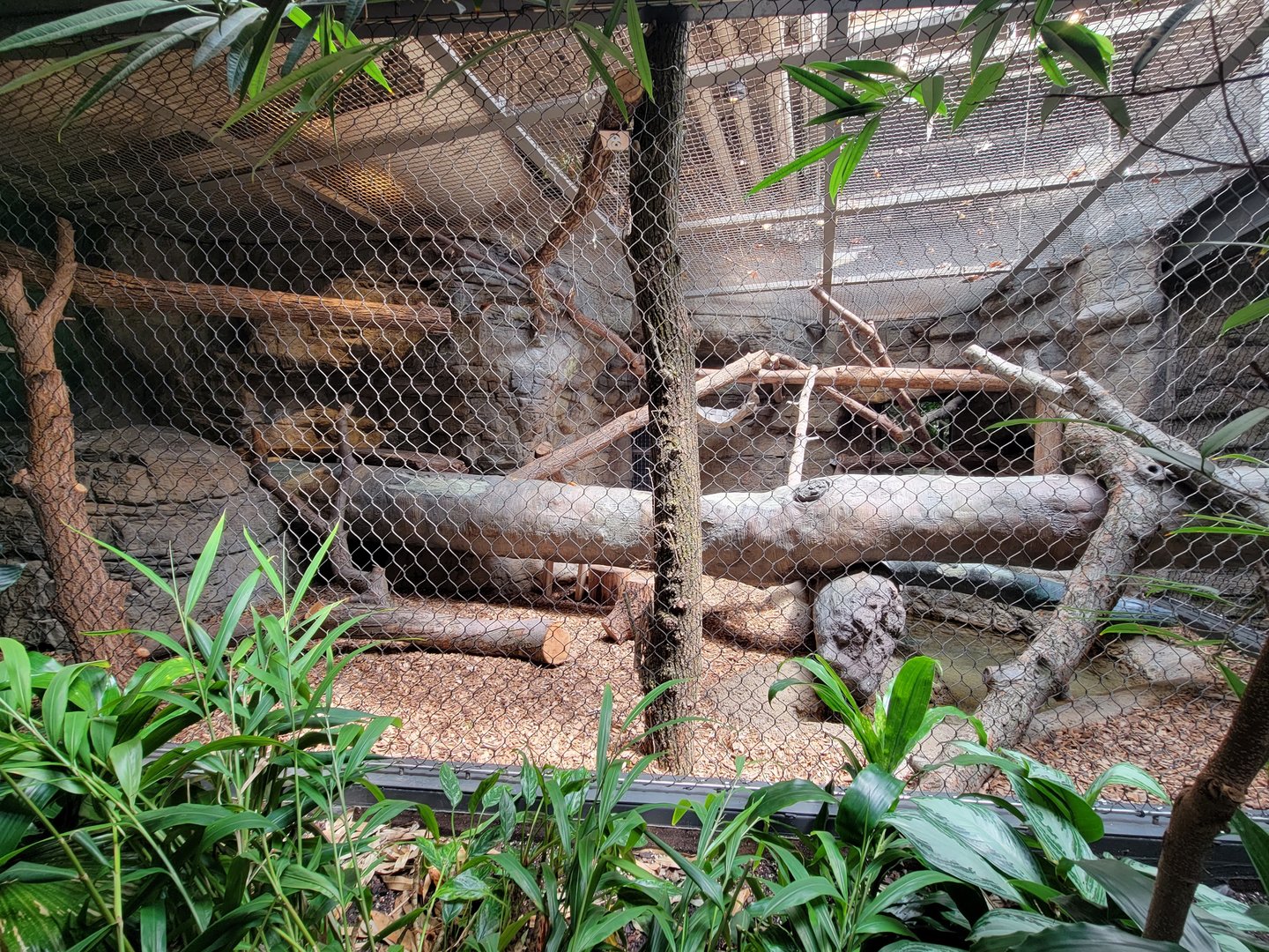 Cleveland Zoo, Rainforest - Binturong