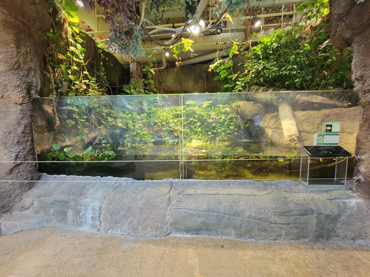 Cleveland Zoo, Rainforest - Boeseman's rainbowfish, banded rainbowfish