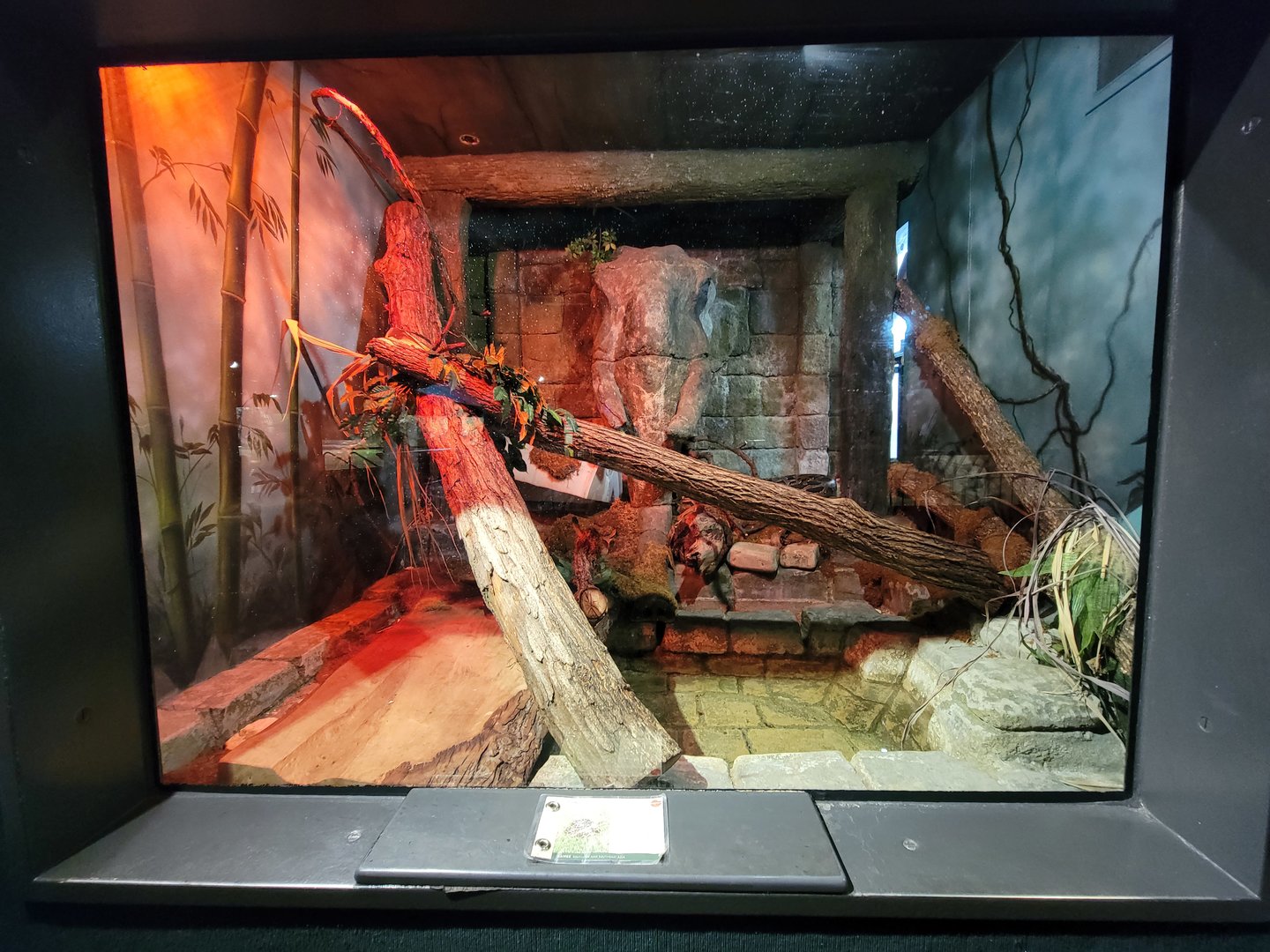 Cleveland Zoo, Rainforest - Burmese python