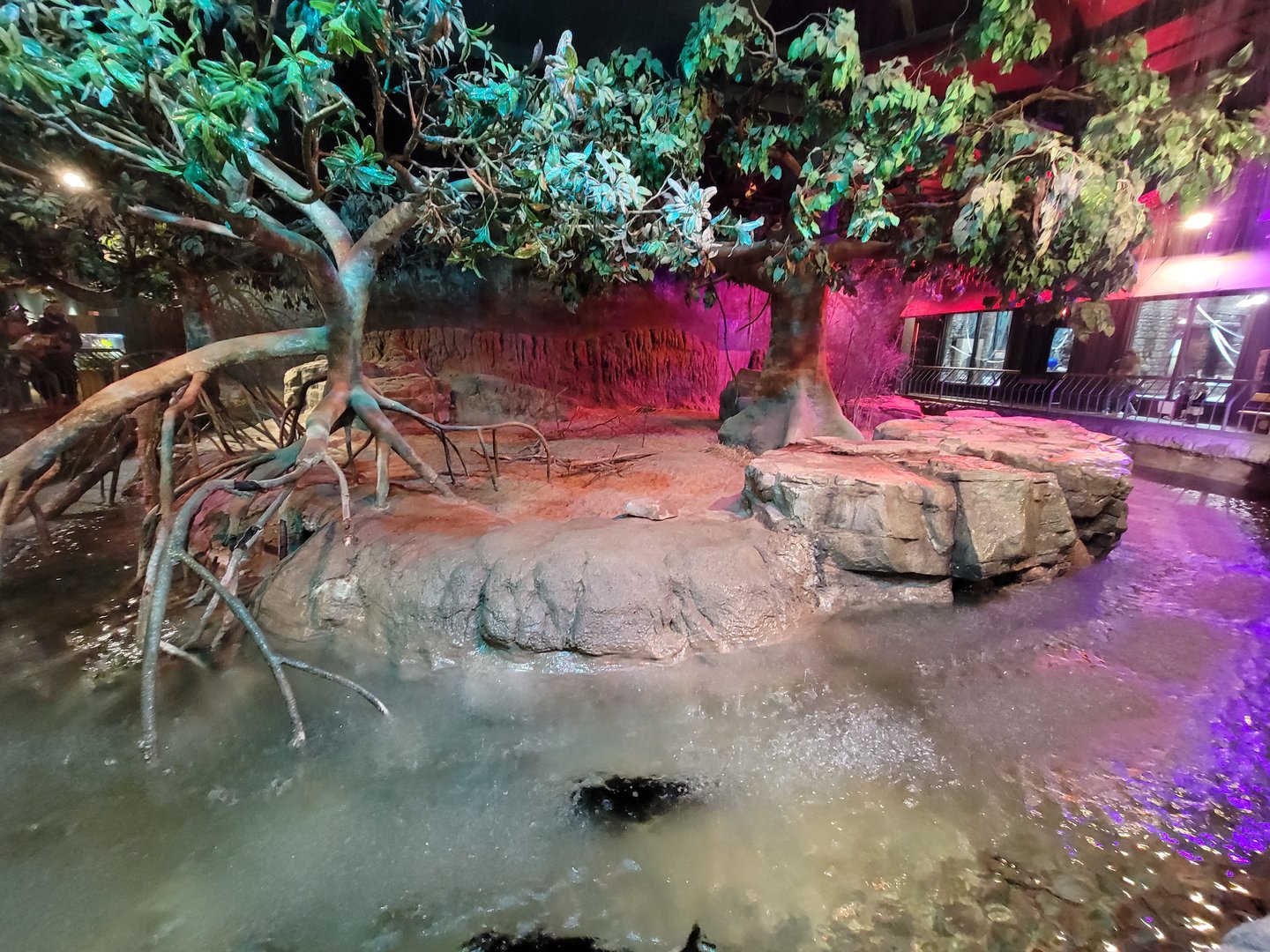 Cleveland Zoo, Rainforest - Cape porcupine and various fishes