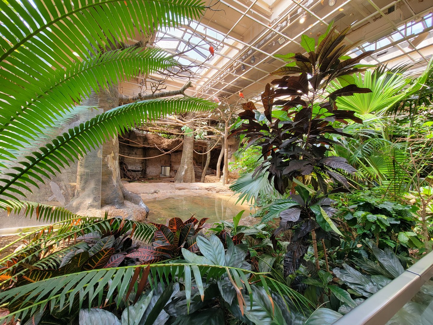 Cleveland Zoo, Rainforest - Capybara, birds