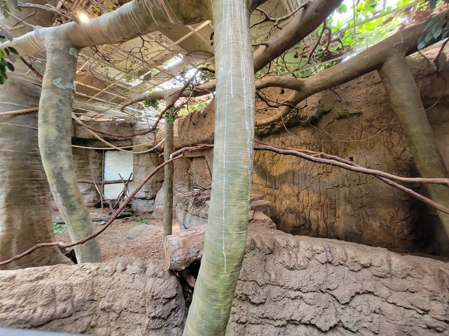Cleveland Zoo, Rainforest - Capybara on left, giant anteater on right