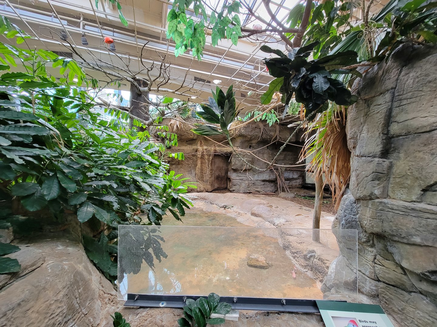 Cleveland Zoo, Rainforest - Capybara yard