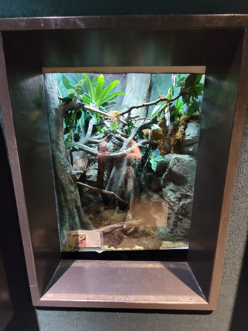 Cleveland Zoo, Rainforest - "Climbing toad"