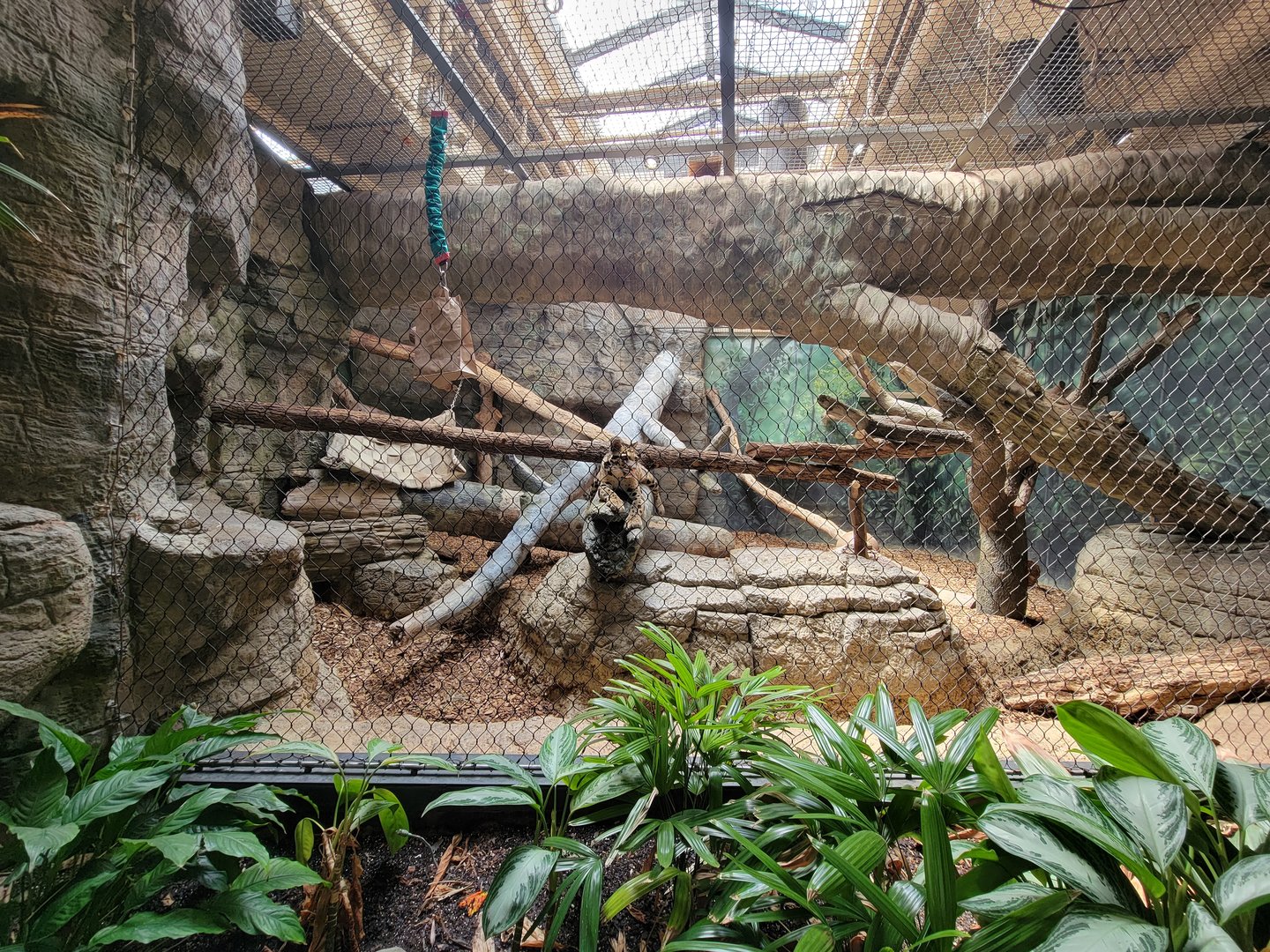 Cleveland Zoo, Rainforest - Clouded leopard