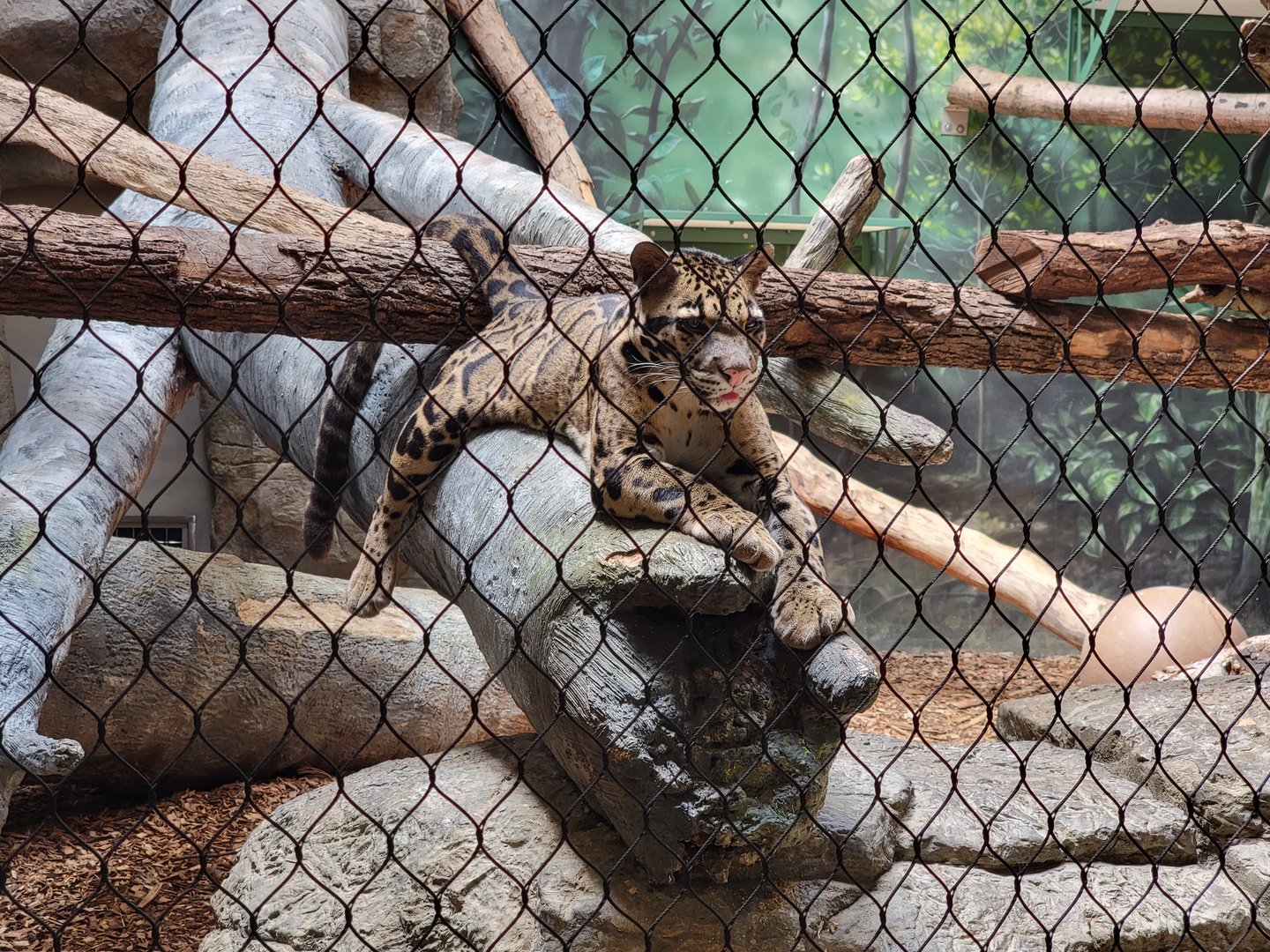 Cleveland Zoo, Rainforest - Clouded leopard