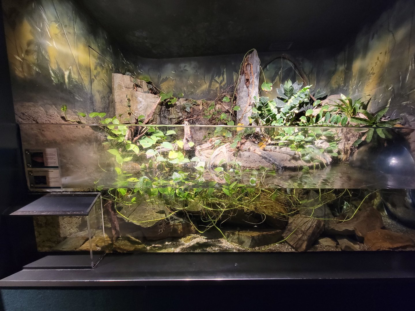 Cleveland Zoo, Rainforest - Clown squeaker catfish and jewel cichlid