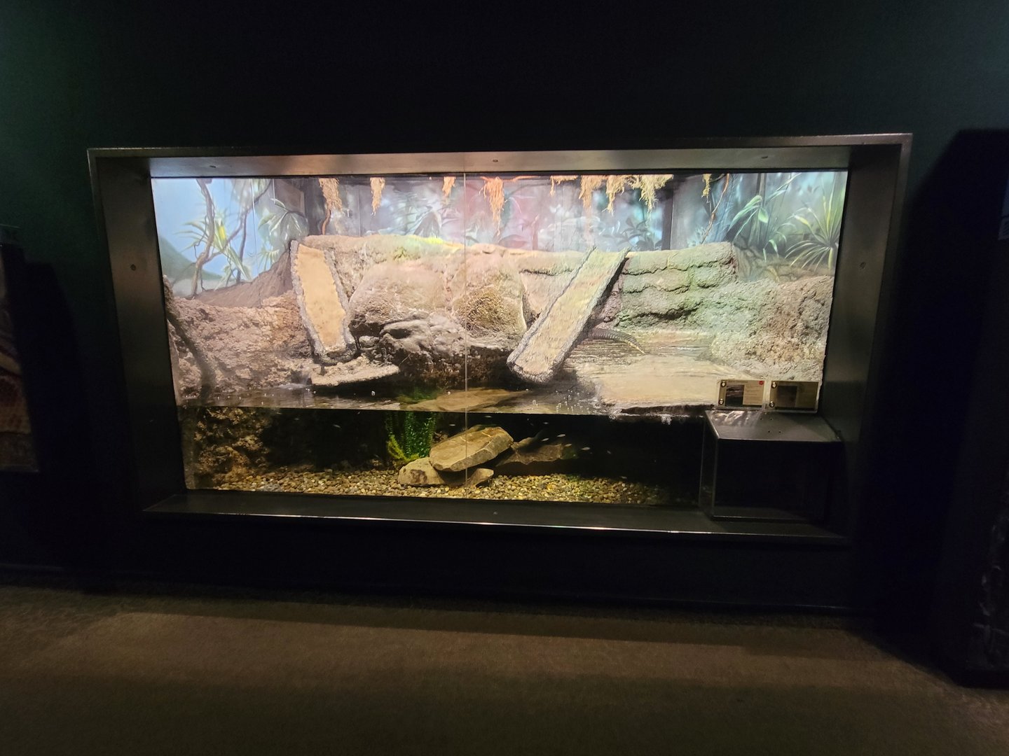 Cleveland Zoo, Rainforest - Dwarf crocodile, lionhead cichlid