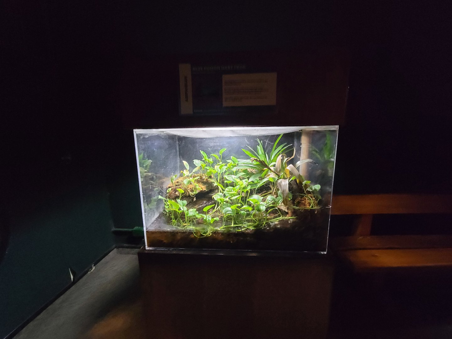 Cleveland Zoo, Rainforest - Dyeing poison dart frog, blue morph