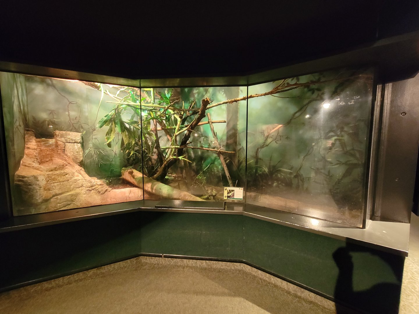 Cleveland Zoo, Rainforest - Fiji banded iguana