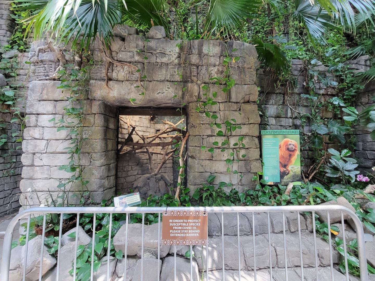 Cleveland Zoo, Rainforest - First exhibit, golden lion tamarins