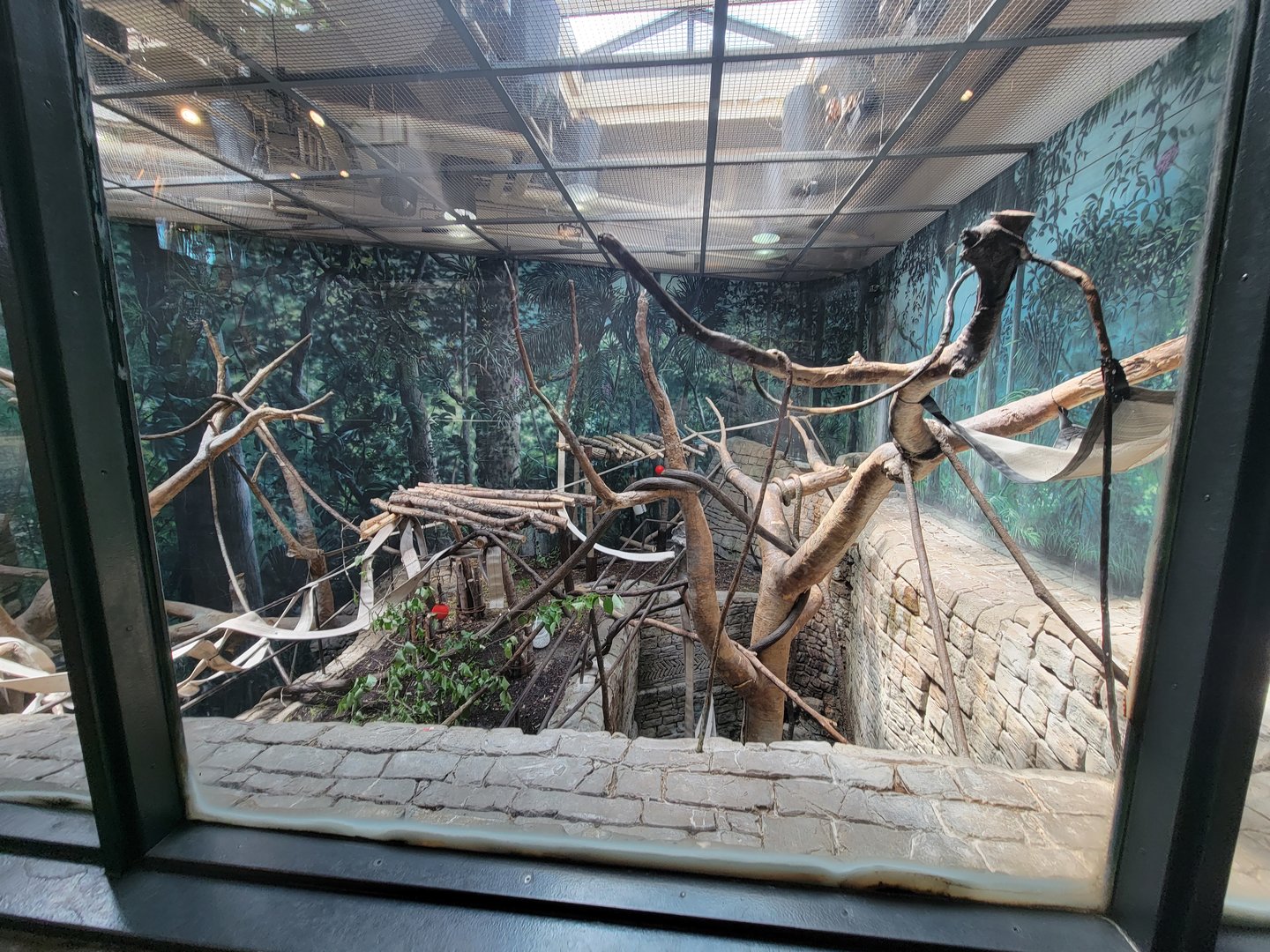 Cleveland Zoo, Rainforest - First view of multi-story Francois Langur exhibit
