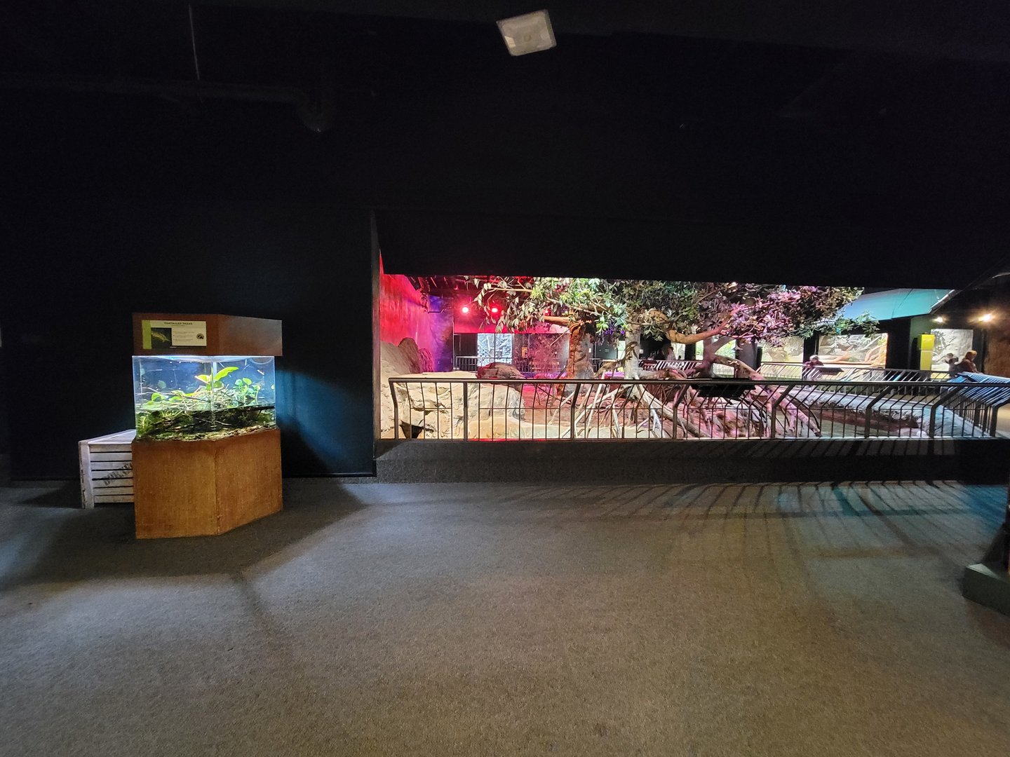 Cleveland Zoo, Rainforest - First view of porcupine exhibit