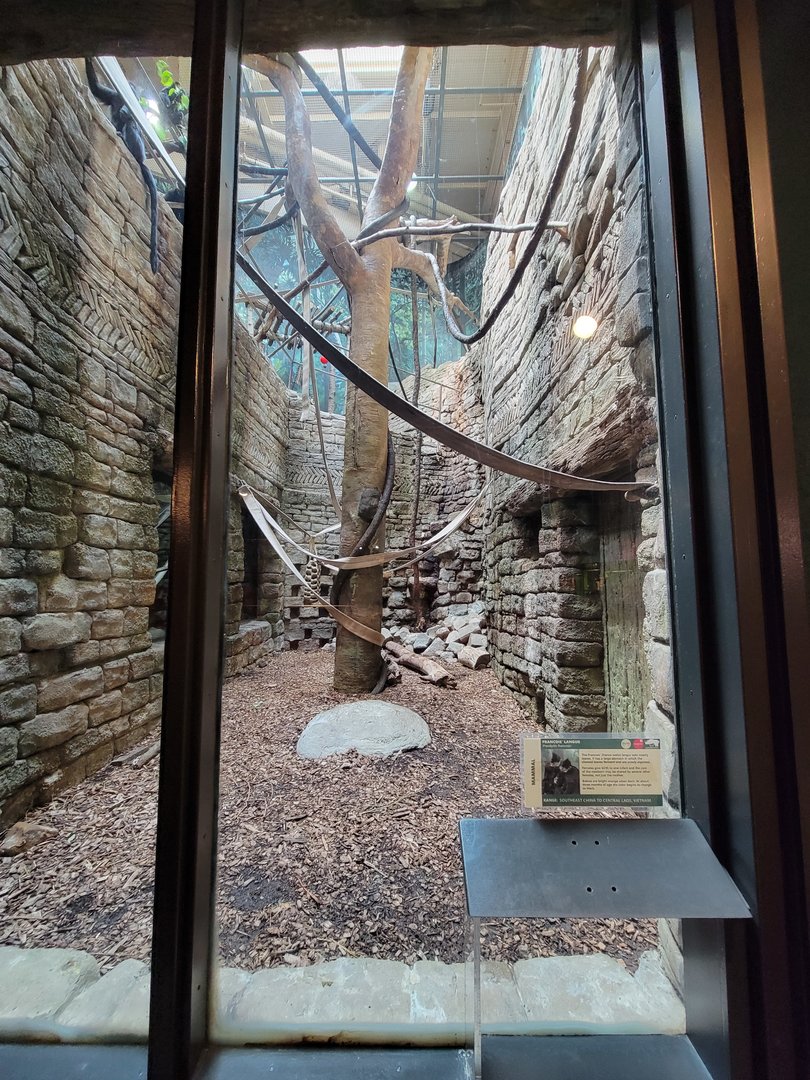 Cleveland Zoo, Rainforest - Francois langur, ground floor viewing