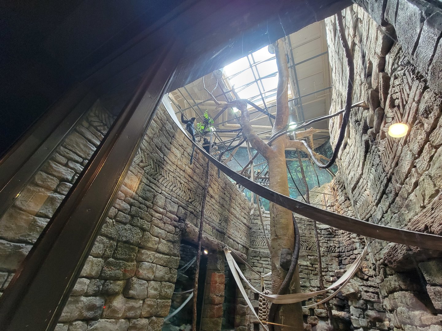 Cleveland Zoo, Rainforest - Francois langur, ground floor viewing